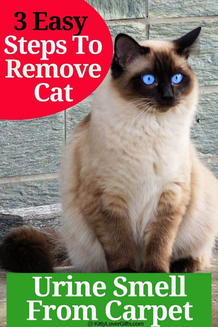 How To Remove Cat Urine Smell From Carpet
